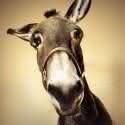Esboços e ilustrações: Um simples burro de carga?