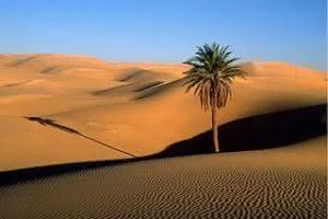 O que o deserto pode produzir?