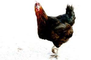 Piadas para crentes [48] – Por que o frango cruzou a estrada? Respostas políticas, filosóficas e religiosas
