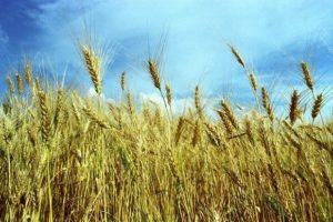 Explicando as parábolas de Jesus: O joio e o trigo