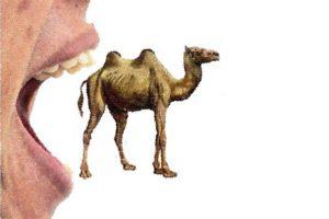 O que significa coar um mosquito e engolir um camelo?