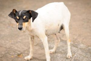 Por que Jesus chamou a mulher cananeia de cachorrinha?