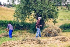 Dois estarão no campo, um será tomado. Isso se refere ao arrebatamento?