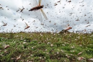 Gafanhotos eram animais e demônios? O que eram o cortador, migrador e devorador?