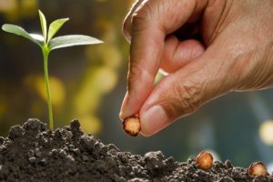 O que significa plantar e colher a cento por um ou a trinta, sessenta e cem por um?